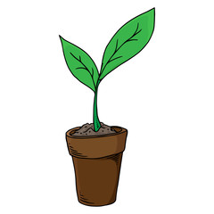 Plant in the pot. Vector illustration of a house plant in a pot. Hand drawn young plant in a pot.