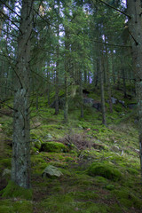 Obraz premium beautiful photo of the forest