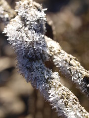 Winter, Raureif, frost, Eiskristalle, frozen