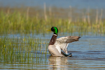 Parc de la Bouvaque à Abbeville