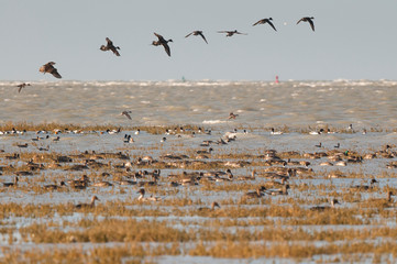 Saison : Hiver - Lieu : Les plages de la Maye, Le Crotoy, Baie de Somme, Somme, Picardie, France,...