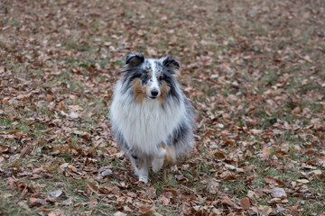 Cute scotch collie is standing in the autumn park. Pet animals.