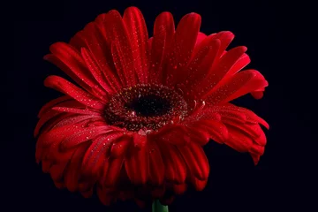 Wandcirkels aluminium red gerbera flower / red beautiful summer flower, aroma smell concept © kichigin19