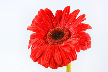 red gerbera flower / red beautiful summer flower, aroma smell concept