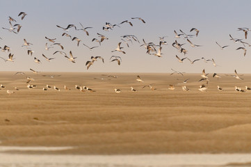 Envol de goélands (Larus fuscus probable) en Baie de Somme
