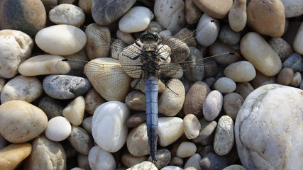 Dragonfly on pebbles