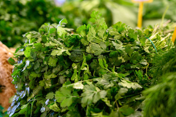 Fresh organic green coriander cilantro herb for sale on Sunday farmers market on Tenerife, Canary islands, Spain