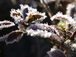 Winter, Blätter, gefroren, Raureif, frozen leaves