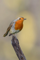 Robin on a branch