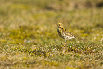 Pipit farlouse (Anthus pratensis - Meadow Pipit) dans les prairies graveleuse au Hâble d'Ault (Baie de Somme)