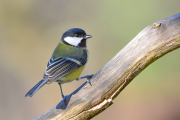 Great tit