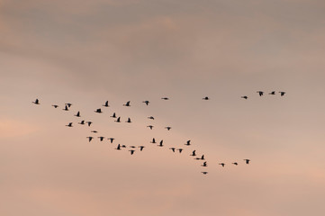 Vol de canards en fin de journée