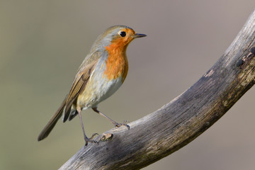 Robin bird