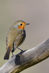 Robin bird