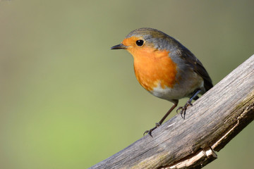 Robin on a branch