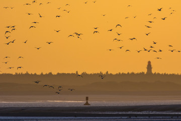 Tadorne de Belon (Tadorna tadorna - Common Shelduck) en baie de Somme