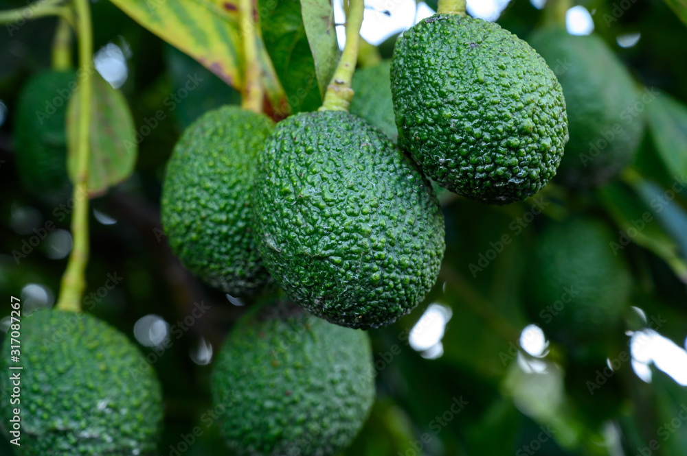 Wall mural new harvest on avocado trees plantations on la palma island, canary islands, spain