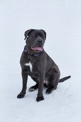 Cute cane corso is sitting on a white snow in the winter park. Pet animals.