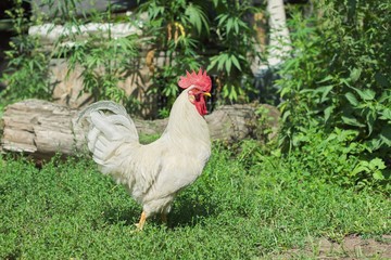 White rooster male walking on the grass of a farm