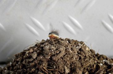 swallow's Nest.  little swallow chick in the nest.  just hatched bird