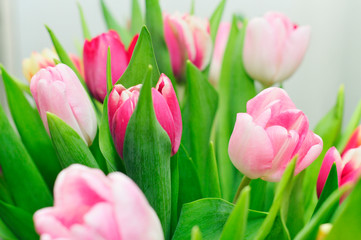 Obraz na płótnie Canvas soft background of spring flowers. a large bouquet of delicate fresh tulips. Watercolor pink tulip flower close-up. Soft and gentle spring tulip flower natural background