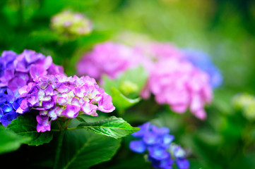 blurred floral background. Violet and blue hydrangea in the summer garden. vivid photo of flowers
