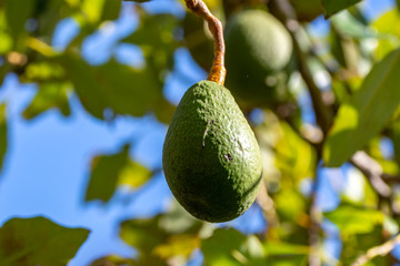 New harvest on avocado trees plantations on La Palma island, Canary islands, Spain