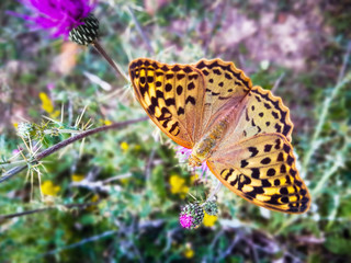 Mariposa Argynnis pandora posada en flor de  cardo vista desde arriba