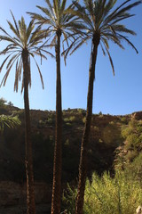 palm trees in a forest with blue sky