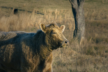 Here's a very contented cow I found grazing in a Virginia pasture.