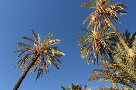 palm trees protrude into the sky, summer feeling