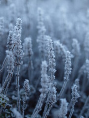 Pflanzen, Winter, Frost, Raureif, frozen plants