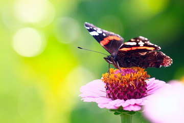 butterfly on a flower