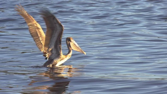 Slow motion of pelican taking off then diving back down for fish