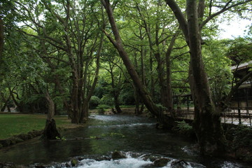 Fototapeta premium green forest/ running river 