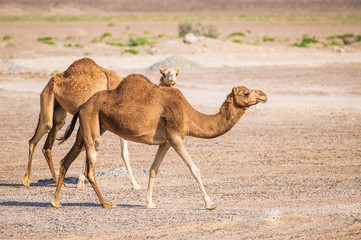 Two wild arabian camels in Oman desert