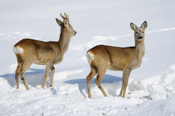 CAPRIOLI NELLA NEVE