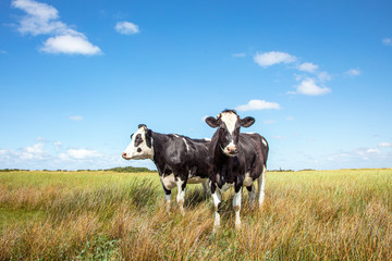 Two black and white cows standing in the salt marshes of Schiermonnikoog under a blue sky and a faraway horizon.
