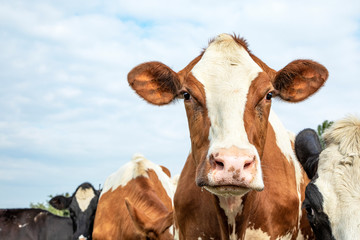 Face of a cow, cute and friendly expression, standing amid a herd of cows