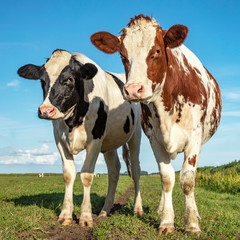 Two cows standing in a pasture under a blue sky and a faraway straight horizon