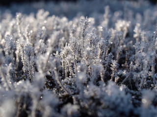 Pflanzen, Raureif, plants, frozen, frost, winter