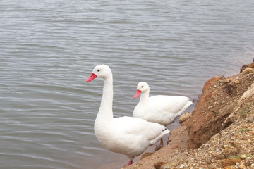 Cisnes