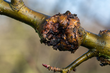 Close up of canker on an apple tree