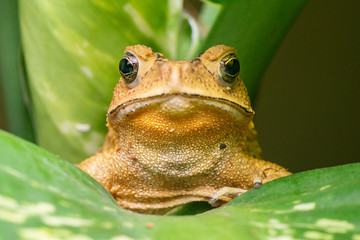 Front view of angry Asian black-spined, black-spectacled, common Sunda and Javanese toad (Chordata,...