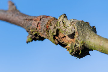 Close up of canker on an apple tree