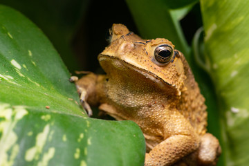Front view of angry Asian black-spined, black-spectacled, common Sunda and Javanese toad (Chordata, Amphibia, Anura, Bufonidae, Duttaphrynus melanostictus) reveal the lower part and under mouth