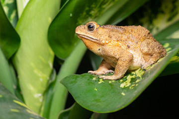 Asian common, Asian black-spined, black-spectacled, common Sunda and Javanese toad (Chordata, Amphibia, Anura, Bufonidae, Duttaphrynus melanostictus) resting on the leaf while facing the left side