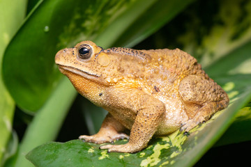 Asian common, Asian black-spined, black-spectacled, common Sunda and Javanese toad (Chordata, Amphibia, Anura, Bufonidae, Duttaphrynus melanostictus) resting on the leaf while facing the left side