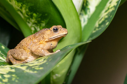 Asian common, Asian black-spined, black-spectacled, common Sunda and Javanese toad (Chordata, Amphibia, Anura, Bufonidae, Duttaphrynus melanostictus) resting on the leaf while facing the right side