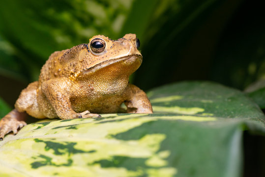Front view of angry Asian black-spined, black-spectacled, common Sunda and Javanese toad (Chordata, Amphibia, Anura, Bufonidae, Duttaphrynus melanostictus) reveal the lower part and under mouth